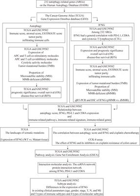 Autophagy-related IFNG is a prognostic and immunochemotherapeutic biomarker of COAD patients